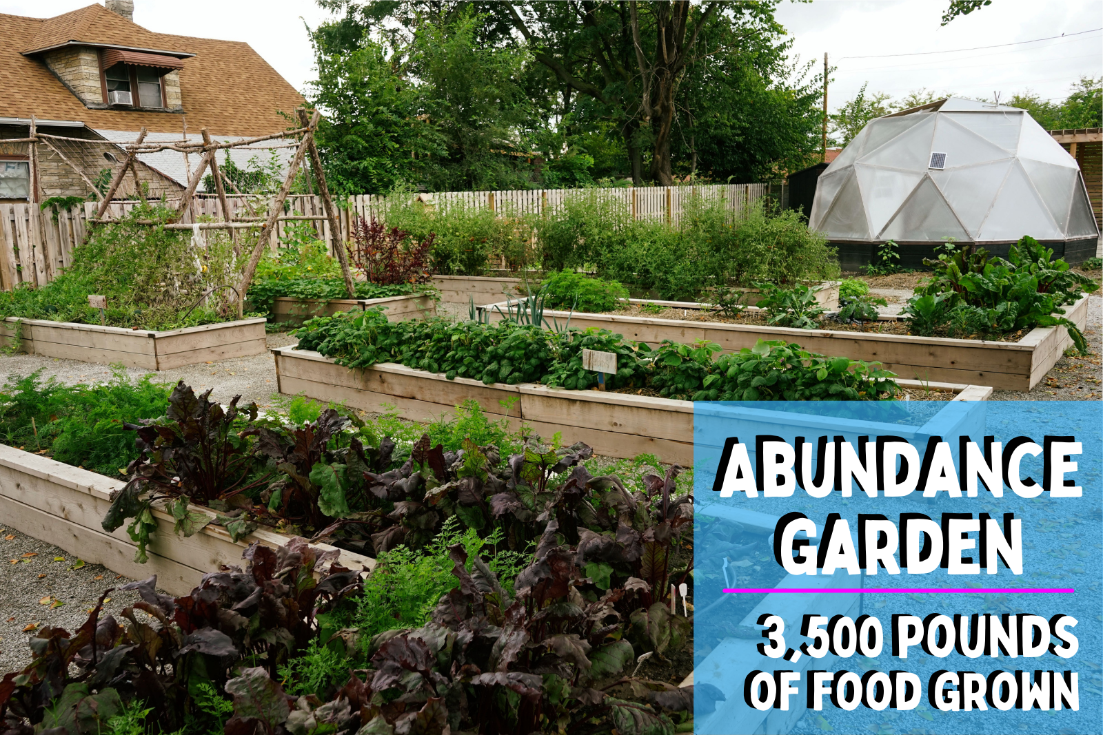 Abundance Garden 3500 pounds of food grown photo of abundance garden in full bloom with beds full of greens