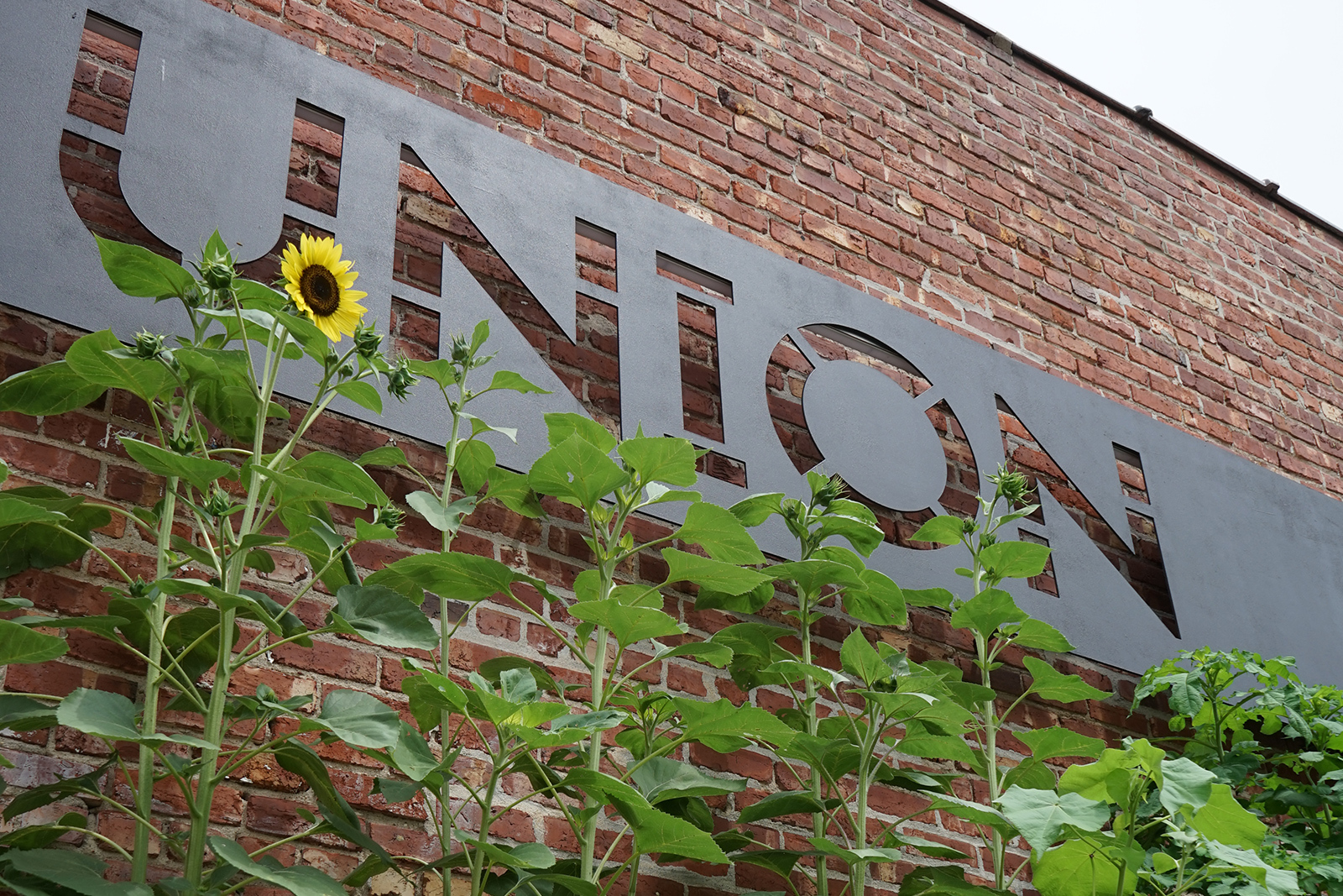 Now hiring photo of metal union sign against red brick Tall sunflowers grow in the foreground