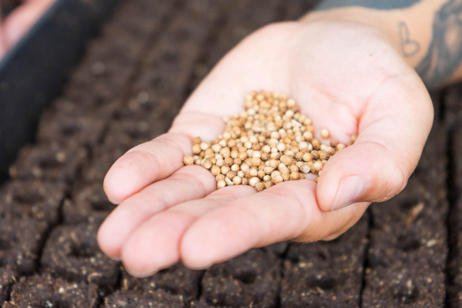 Photo of a hand holding many small seeds for seed saving